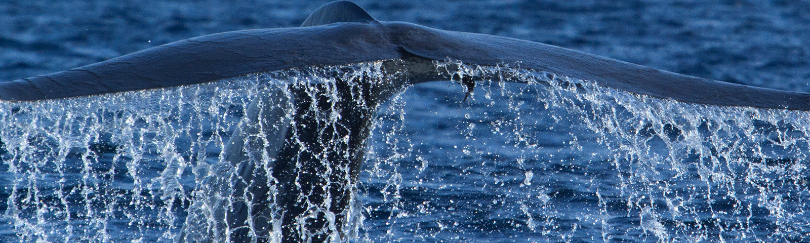 Whale in Sri Lanka