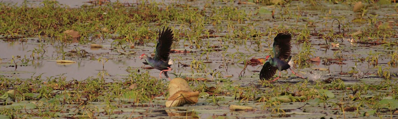 Bird Watching in Sri Lanka