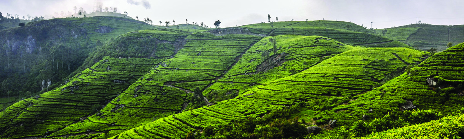 Villa Republic Bandarawela